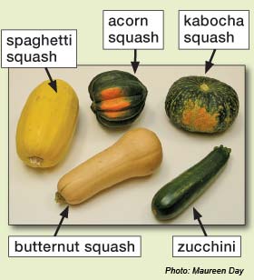 squash1