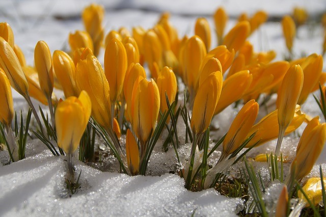 crocus