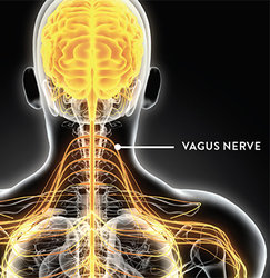 vagus nerve