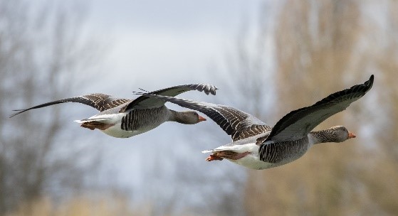 geese