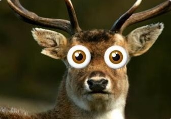 deer in headlights